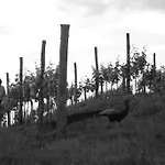 Gigante Wine & Welcome Фермерский дом *