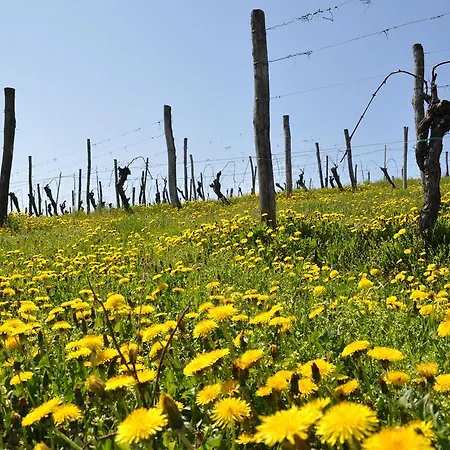 Gigante Wine & Welcome *