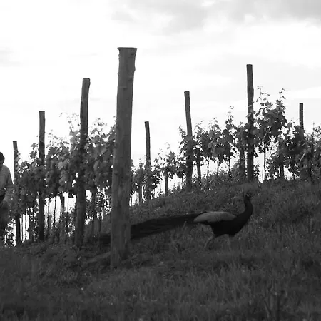 Gigante Wine & Welcome Farm stay *