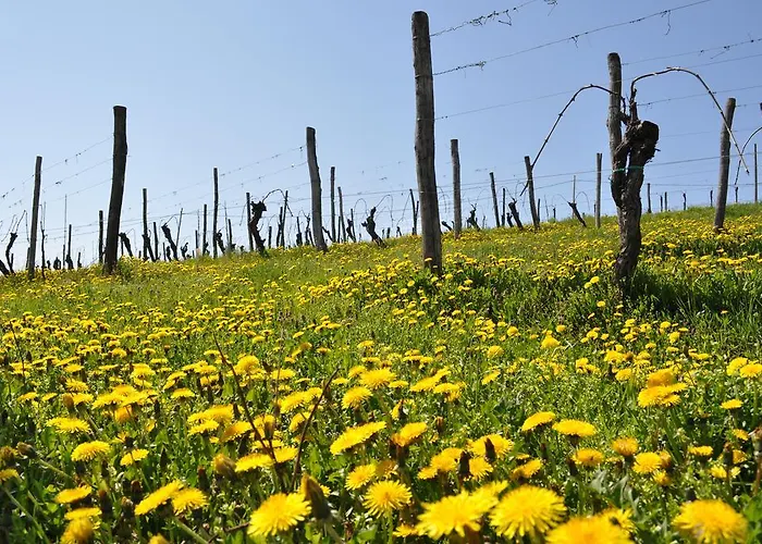 Gigante Wine & Welcome *